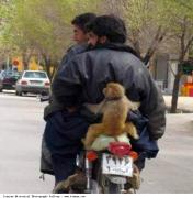 bike monkey.jpg bike monkey.jpg